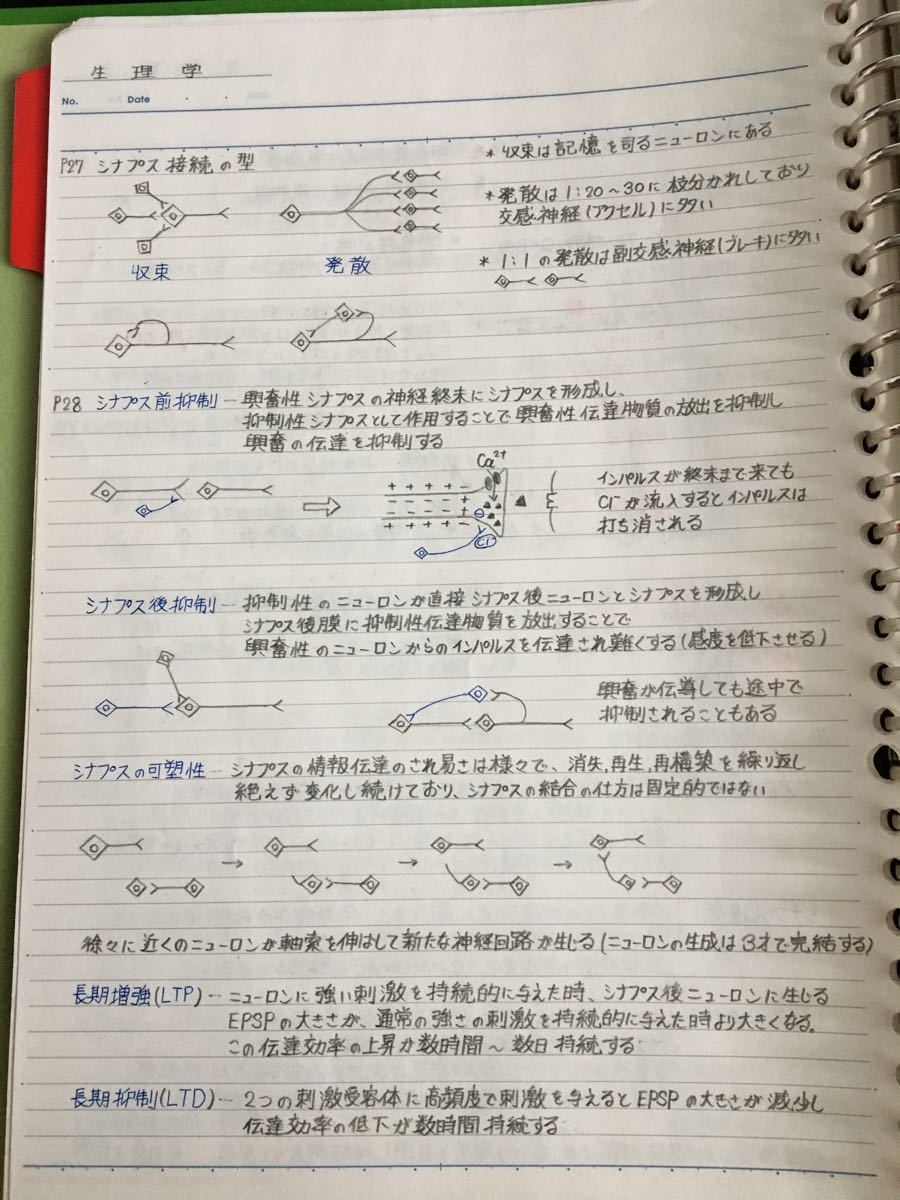 薬剤師国家試験、CBT、薬学部定期試験対策【解剖学+生理学A】まとめノートセット