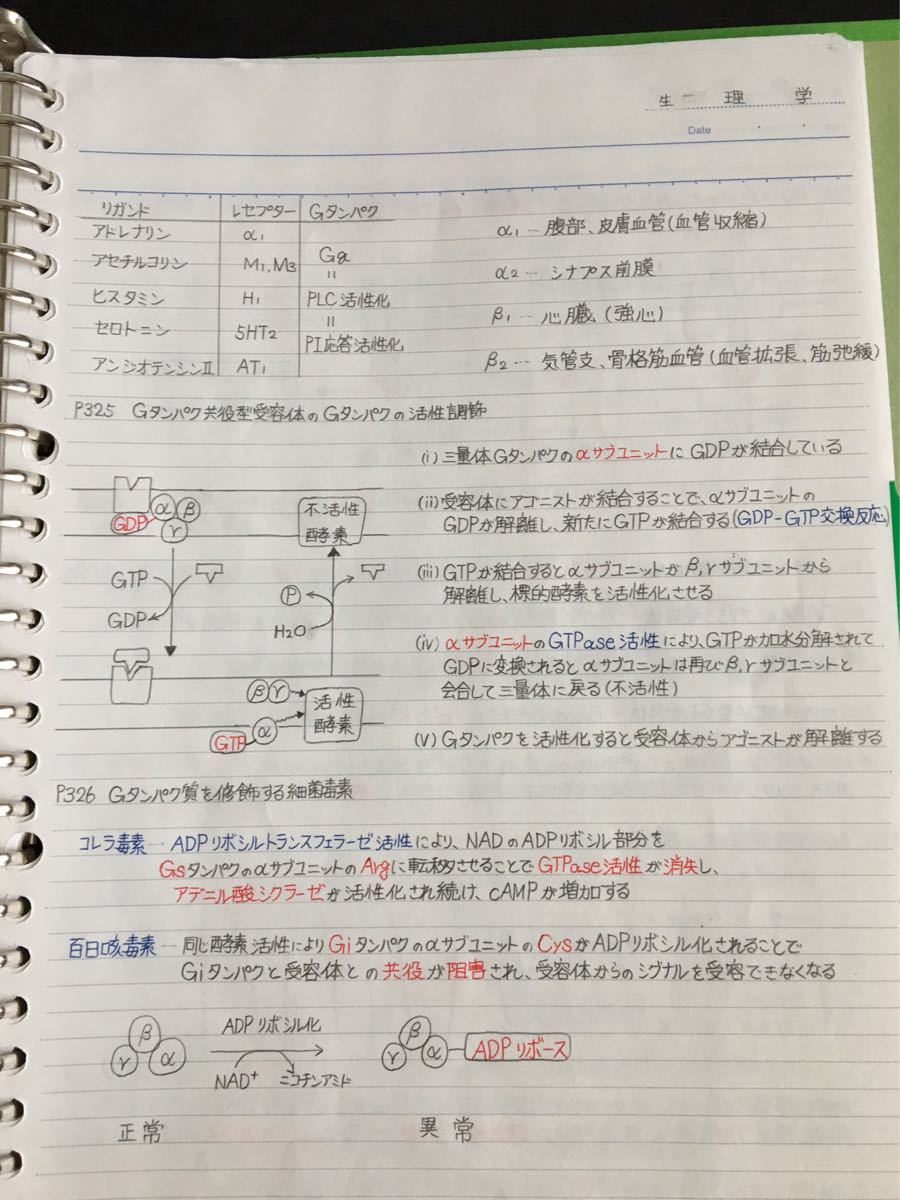 薬剤師国家試験、CBT、薬学部定期試験対策【生理学A＋B】まとめノートセット