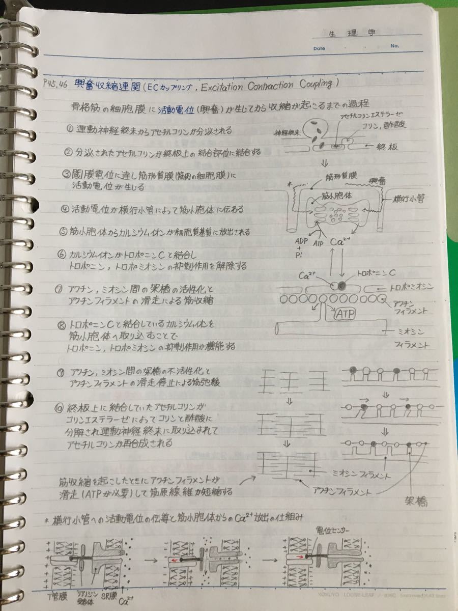 薬剤師国家試験、CBT、薬学部定期試験対策【生理学A＋B】まとめノートセット