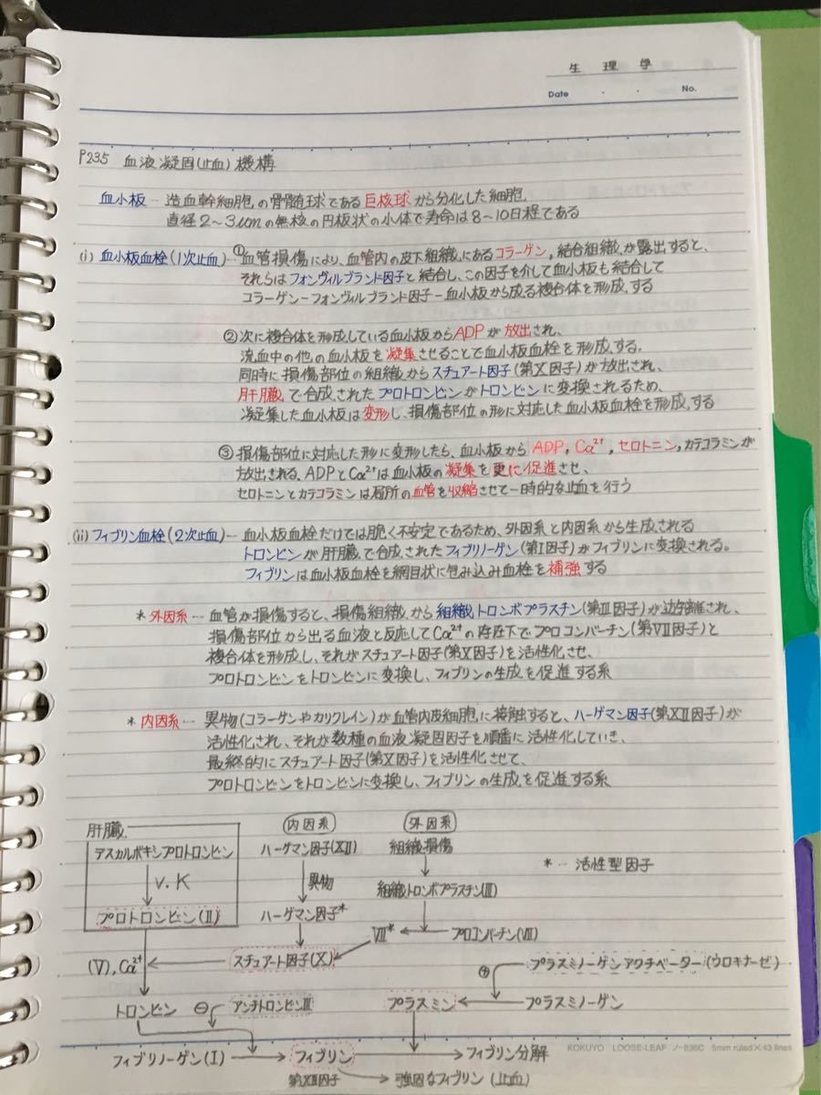 薬剤師国家試験、CBT、薬学部定期試験対策【生理学A＋B】まとめノートセット