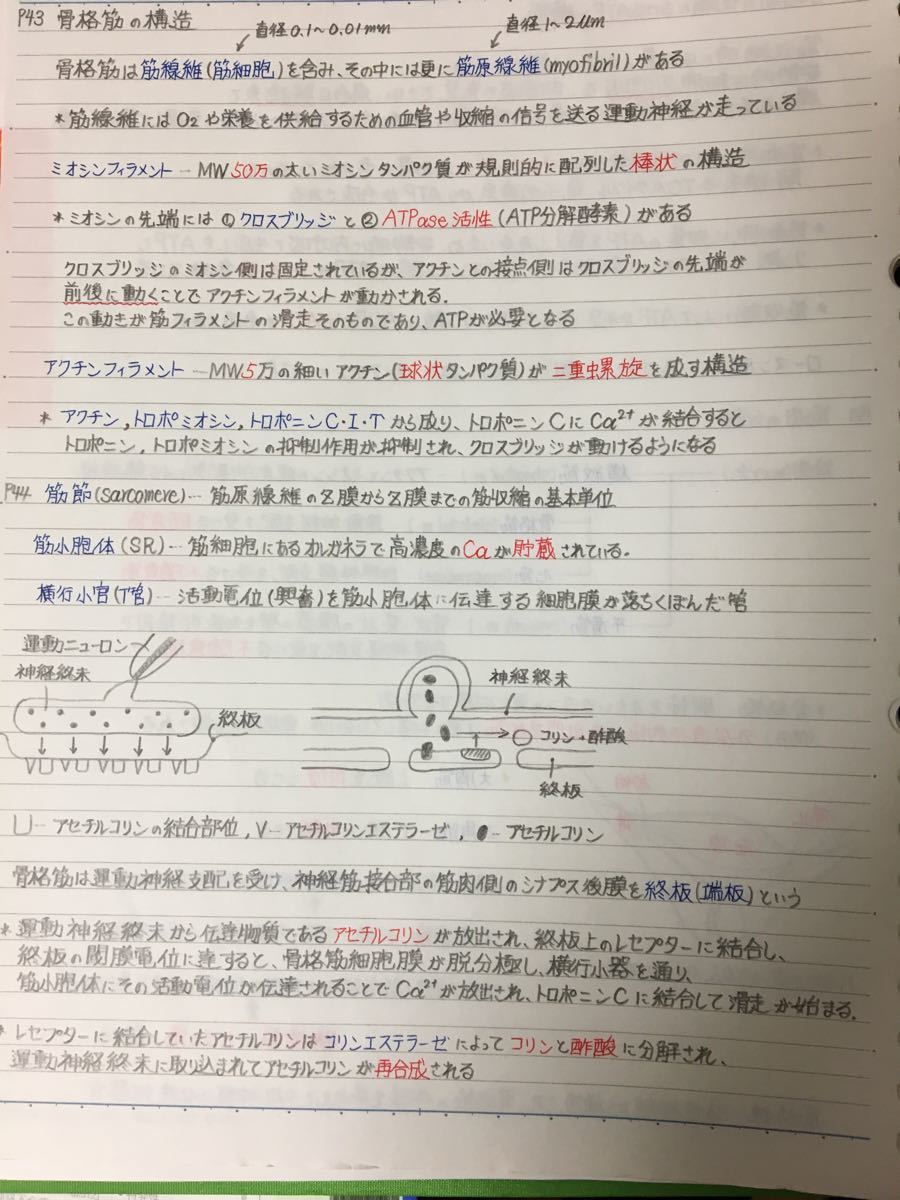 保健師、助産師、救命救急士国家試験、定期試験対策シリーズ【生理学A＋B】まとめノートセット