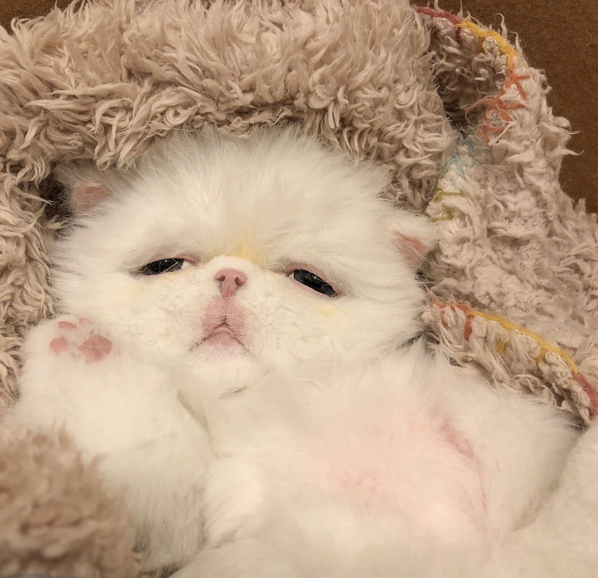 ochamemo○△□ 可動 アートドール テディキャット テディベア ochamemo○△□ 可動 アートドール テディキャット テディベア