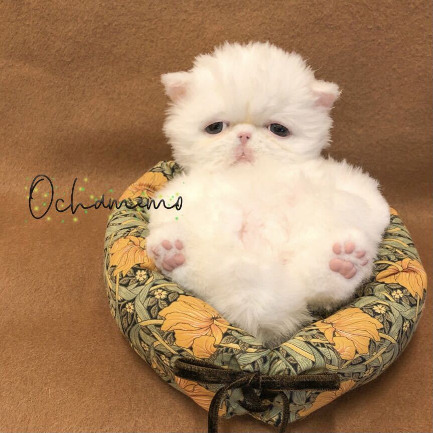 ochamemo○△□ 可動 アートドール テディキャット テディベア ochamemo○△□ 可動 アートドール テディキャット テディベア