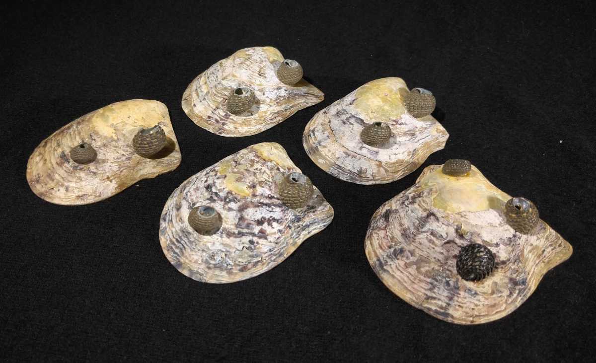 「真珠貝皿」 真珠付 貝皿 ５客揃 共箱 在銘 黄布 茶道具 btrm-40e1991_画像4