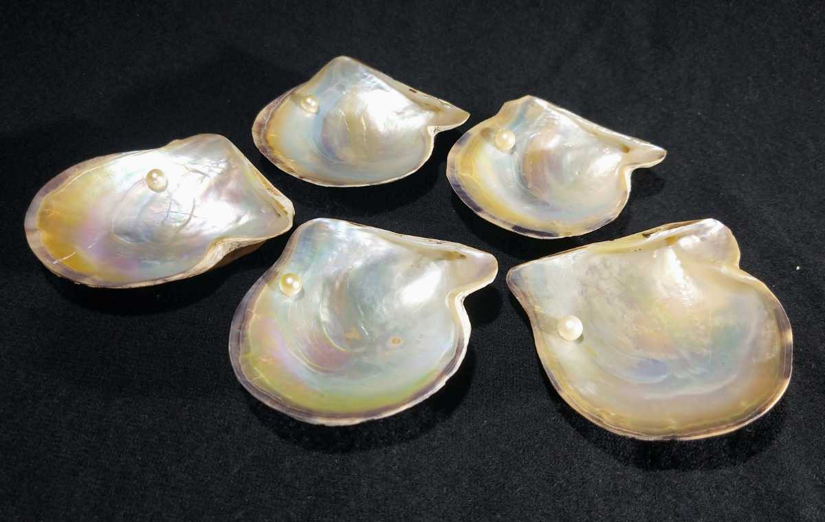 「真珠貝皿」 真珠付 貝皿 ５客揃 共箱 在銘 黄布 茶道具 btrm-40e1991_画像3