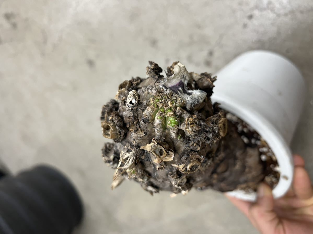 Euphorbia mlanjeana ユーフォルビア ムランジーナ Euphorbia mlanjeana ユーフォルビア ムランジーナ
