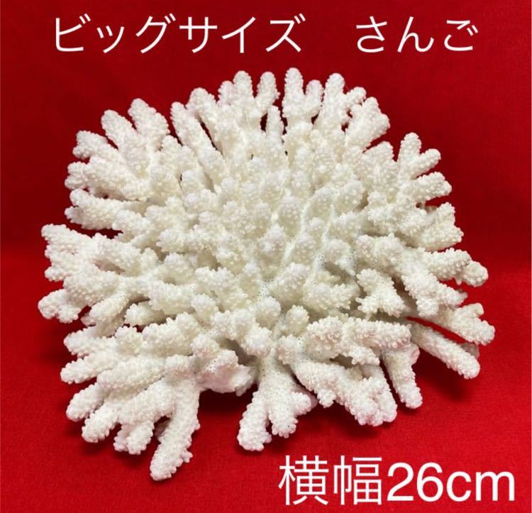 飾りサンゴ 大の値段と価格推移は 2件の売買情報を集計した飾りサンゴ 大の価格や価値の推移データを公開 飾りサンゴ 大の値段と価格推移は 2件の売買情報を集計した飾りサンゴ 大の価格や価値の推移データを公開