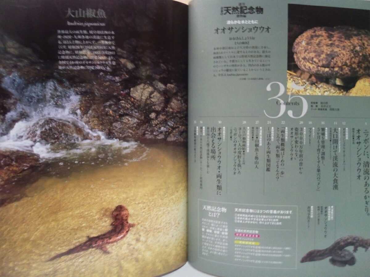 週刊日本の天然記念物35オオサンショウウオ 日本産両生類 奈良県 週刊日本の天然記念物35オオサンショウウオ 日本産両生類 奈良県