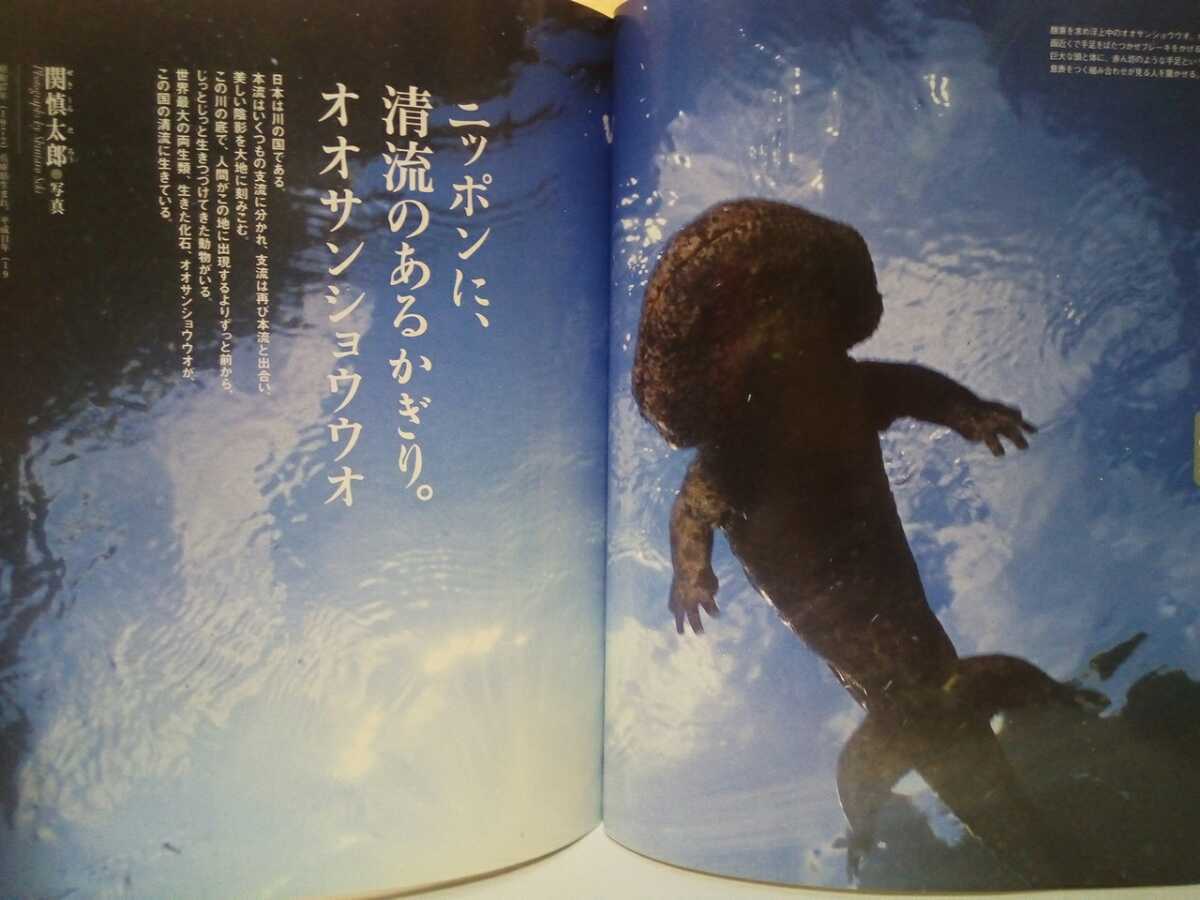 週刊日本の天然記念物35オオサンショウウオ 日本産両生類 奈良県 週刊日本の天然記念物35オオサンショウウオ 日本産両生類 奈良県