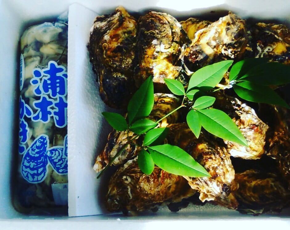 伊勢志摩　鳥羽名産！　浦村牡蠣　生食可　殻付き牡蠣20個+むき身500gセット　浦村かき　カキ　かき　牡蠣　牡蠣飯　お歳暮　d おうち時間_画像1