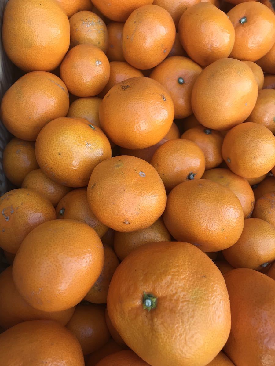 3 和歌山県産　有田みかん 産地直送 5kg 甘い　オレンジ　売り切り_画像2