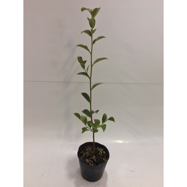 激安アウトレット サカキ ホンサカキ 樹高0 5m前後 15cmポット 本セット T1送料無料 苗 植木 苗木 さかき 榊 日本割引品 Hopespeechtherapy Com 激安アウトレット サカキ ホンサカキ 樹高0 5m前後 15cmポット 本セット T1送料無料 苗 植木 苗木 さかき 榊 日本割引品 Hopespeechtherapy Com