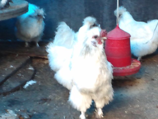 白烏骨鶏の孵化用有精卵１０個_画像3