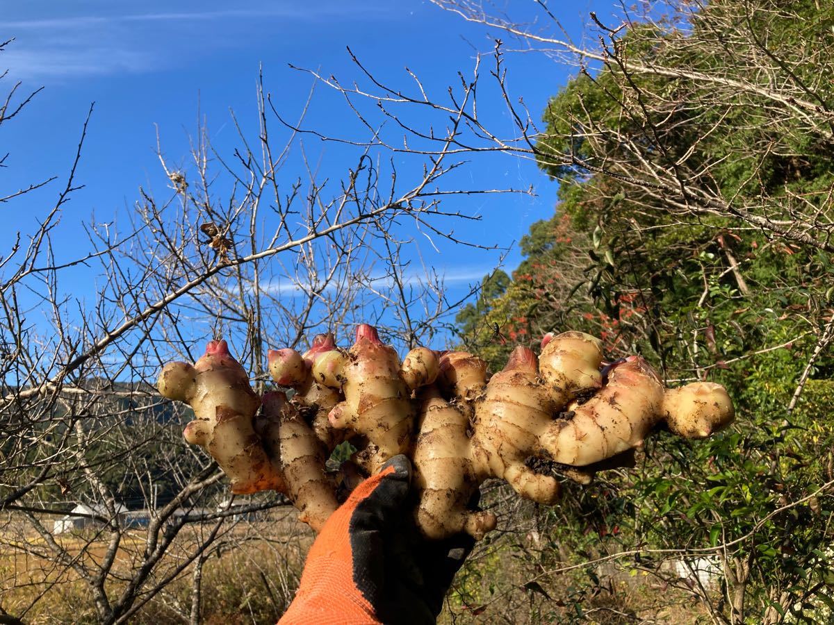 土佐四万十 自然栽培生姜【種生姜】 500g|Yahoo!フリマ(旧 土佐四万十 自然栽培生姜【種生姜】 500g|Yahoo!フリマ(旧