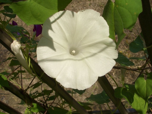 朝顔　青斑入芋蜻蛉葉白丸咲八重　種子　10粒　自家採種_一重の花も多いです。