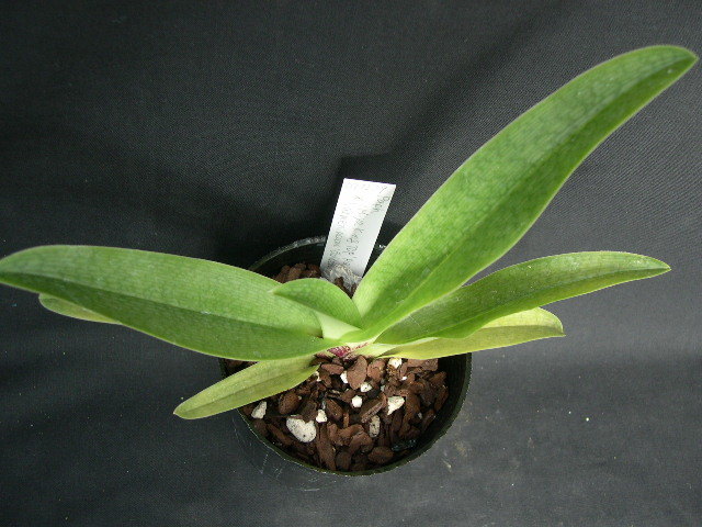 洋蘭パフィオPaph.(Miya King Top x armeniacum)赤点花xアルメニアカム