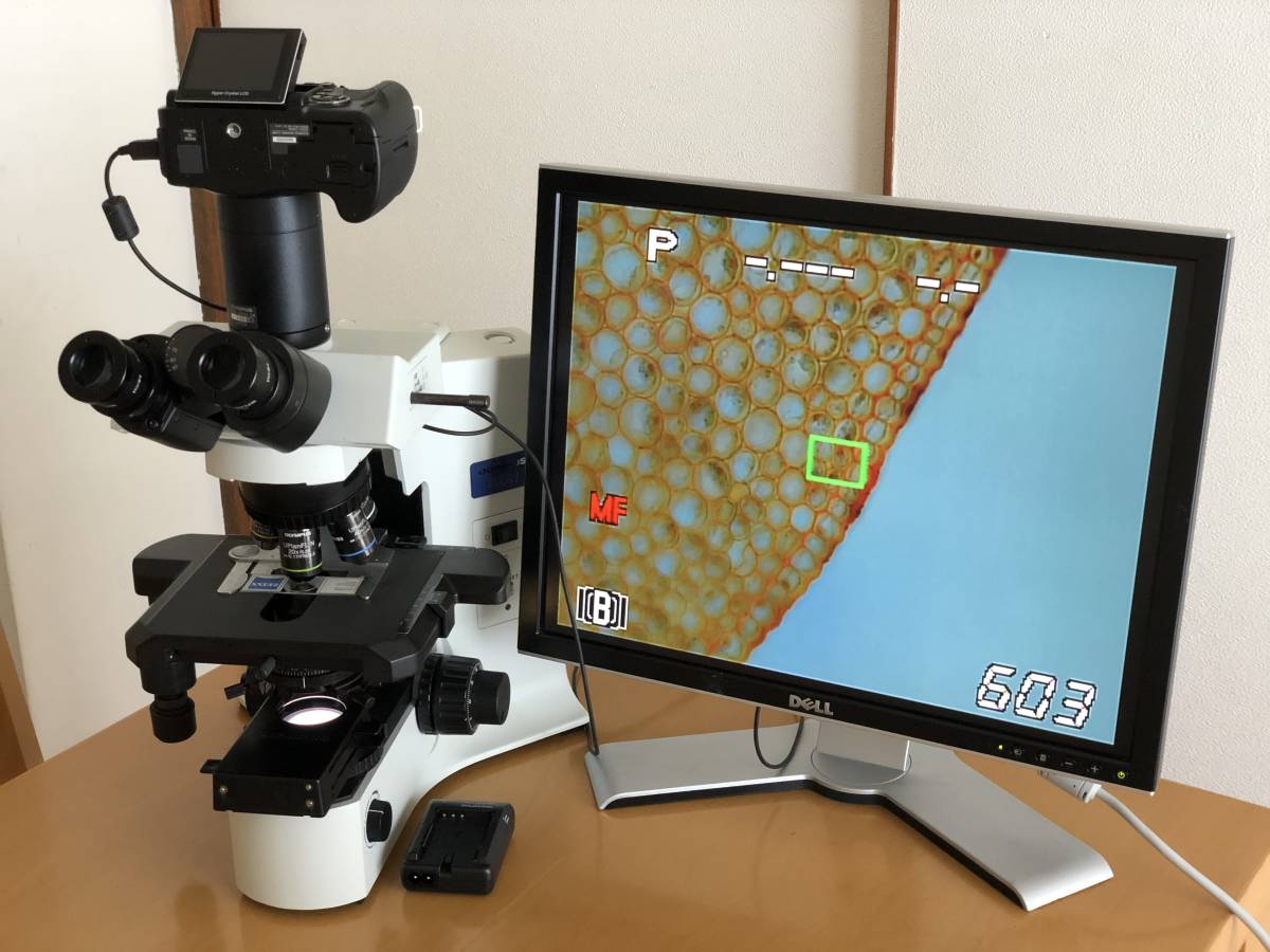 オリンパス 生物顕微鏡 BX41 (対物レンズ 5本：UPlanFL N) E330 撮影