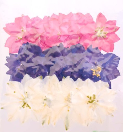  pressed flower material thousand bird . Mix high capacity 24 sheets dry flower deco resin . seal 