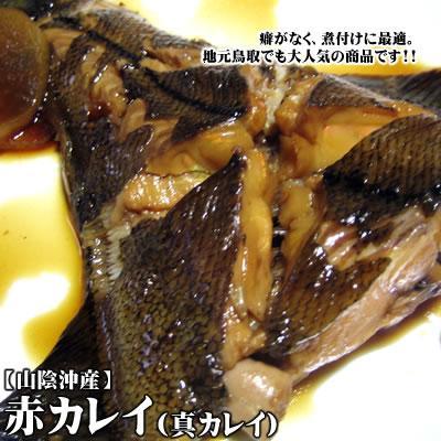 鳥取県産 赤カレイ 800ｇ×8匹 [トロ箱冷凍] 2022年1月水揚げ マガレイ あかかれい 1箱で出荷・他商品は同梱不可_画像2