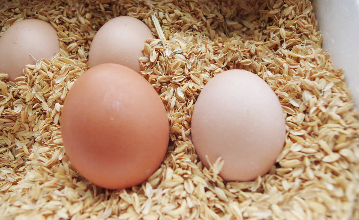 プリマスロック有精卵6つ_卵は色々です