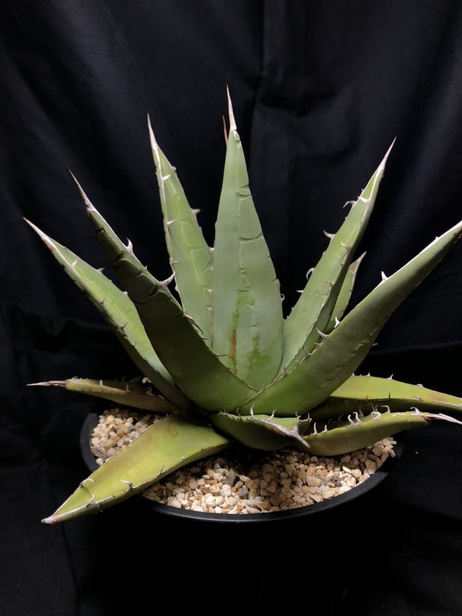ヤフオク! - アガベ パープソラム Agave purpusorum 検) チタ... ヤフオク! - アガベ パープソラム Agave purpusorum 検) チタ...