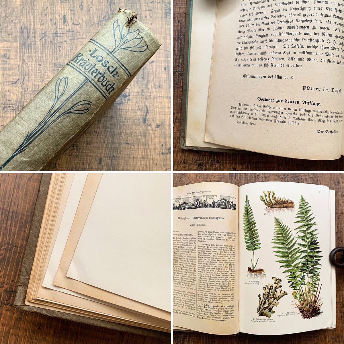 ドイツの古い植物図鑑(Krauterbuch 1914年)/アンティーク ドイツの古い植物図鑑(Krauterbuch 1914年)/アンティーク