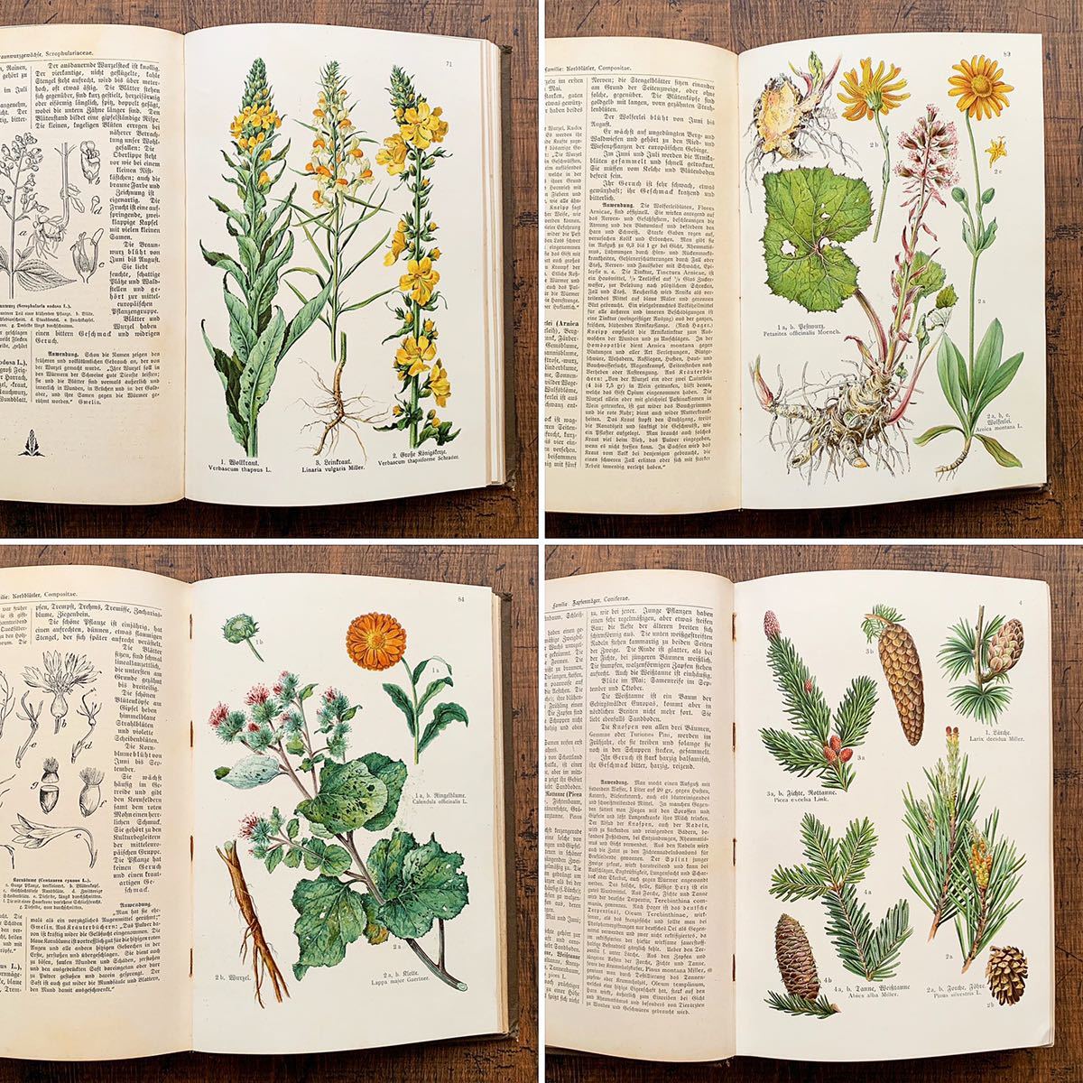ドイツの古い植物図鑑(Krauterbuch 1914年)/アンティーク ドイツの古い植物図鑑(Krauterbuch 1914年)/アンティーク