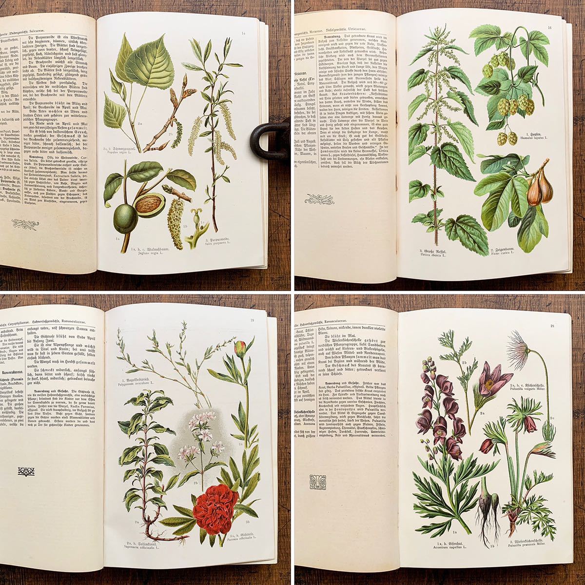若者の大愛商品 ドイツの古い植物図鑑 Krauterbuch 雰囲気 リトグラフ 花のイラスト 花の絵 植物図鑑 ヨーロッパ ヴィンテージ 1914年 アンティーク 洋書