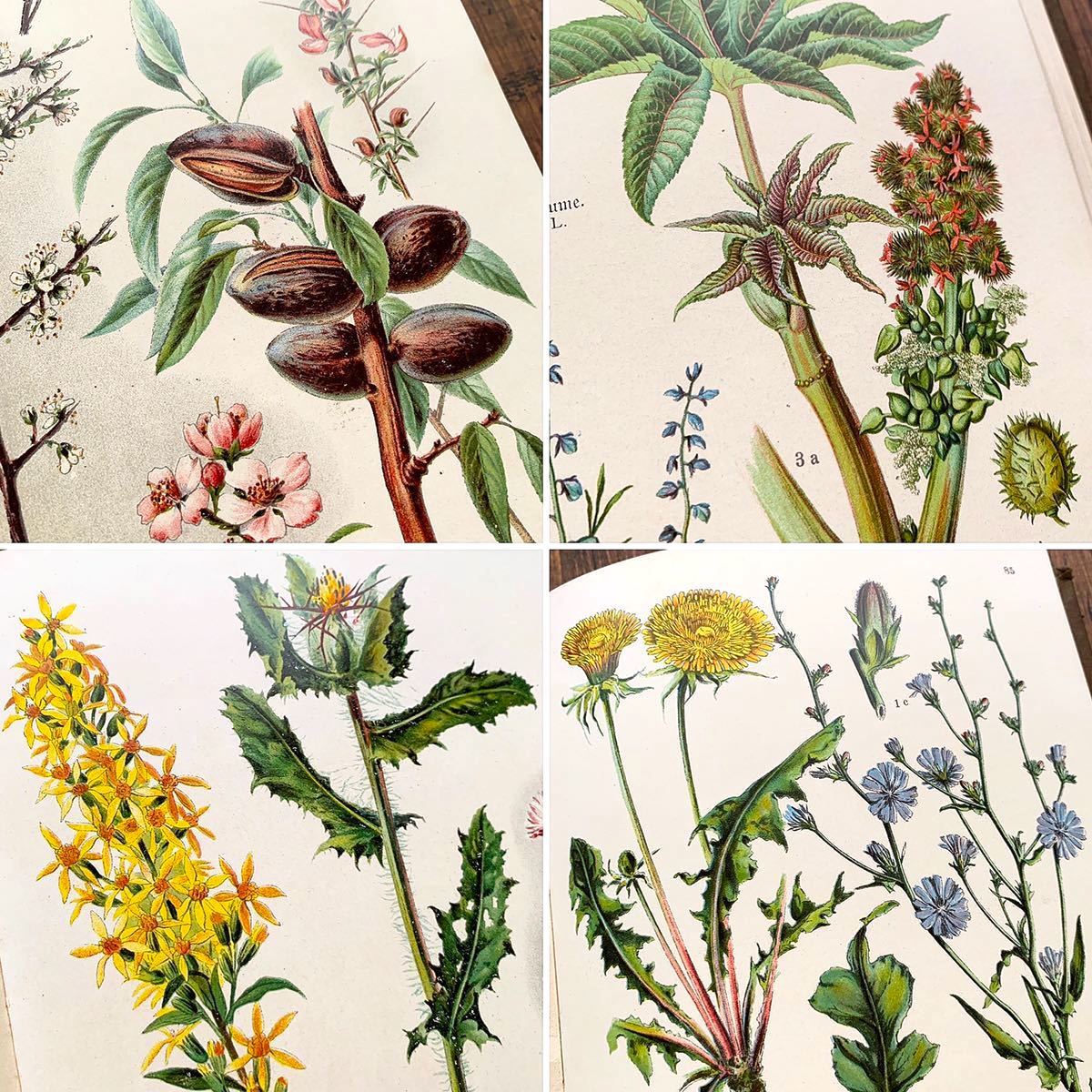 ドイツの古い植物図鑑(Krauterbuch 1914年)/アンティーク ドイツの古い植物図鑑(Krauterbuch 1914年)/アンティーク