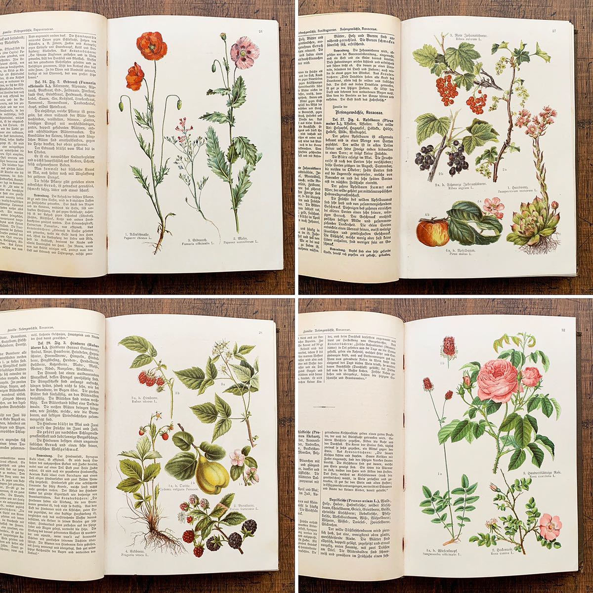 若者の大愛商品 ドイツの古い植物図鑑 Krauterbuch 雰囲気 リトグラフ 花のイラスト 花の絵 植物図鑑 ヨーロッパ ヴィンテージ 1914年 アンティーク 洋書