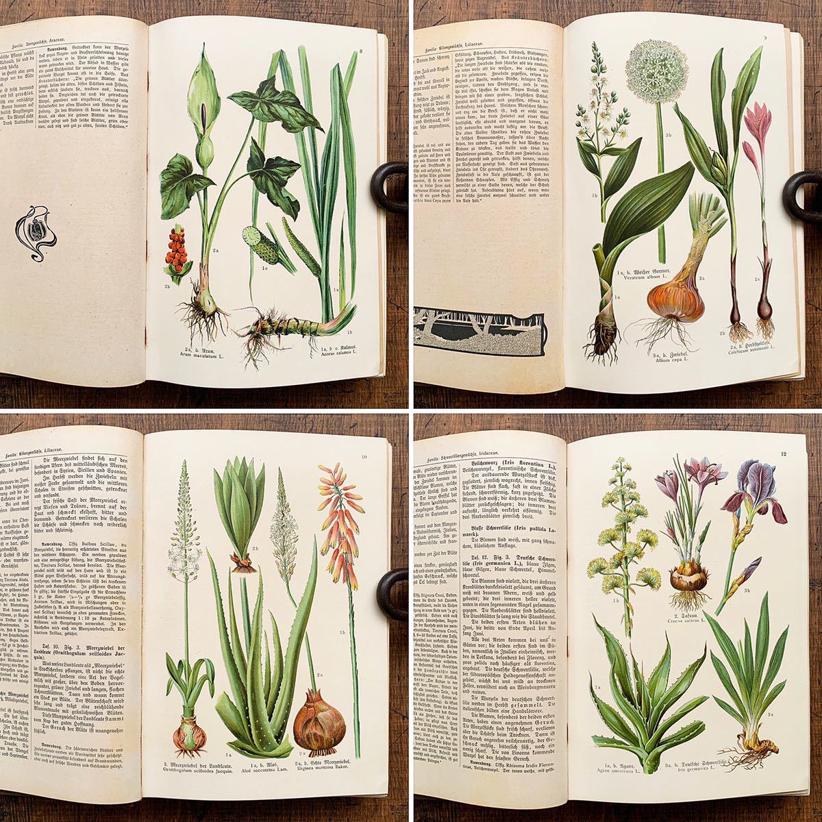 憧れ ヴィンテージ 1914年 アンティーク ドイツの古い植物図鑑 Krauterbuch ヨーロッパ 雰囲気 リトグラフ 花のイラスト 花の絵 植物図鑑 洋書 Labelians Fr