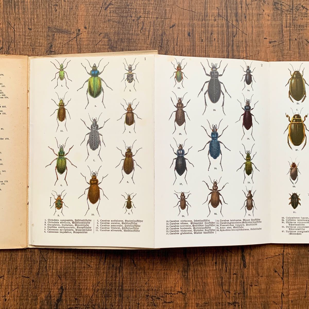 ヤフオク! - ドイツの古い昆虫図鑑(冊子)(Schreibers Kle