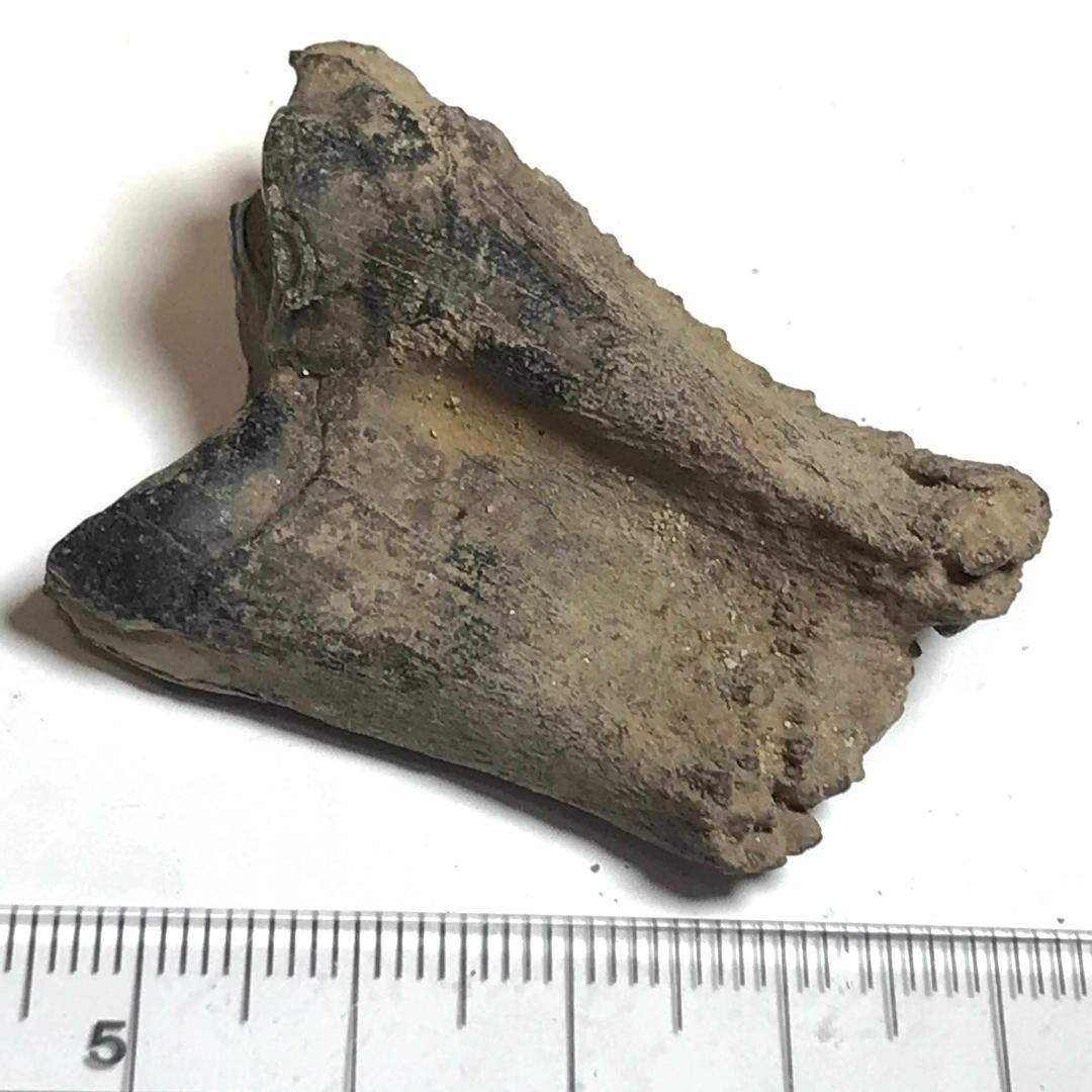 動物の歯の化石・24g（中国産鉱物標本）_画像5