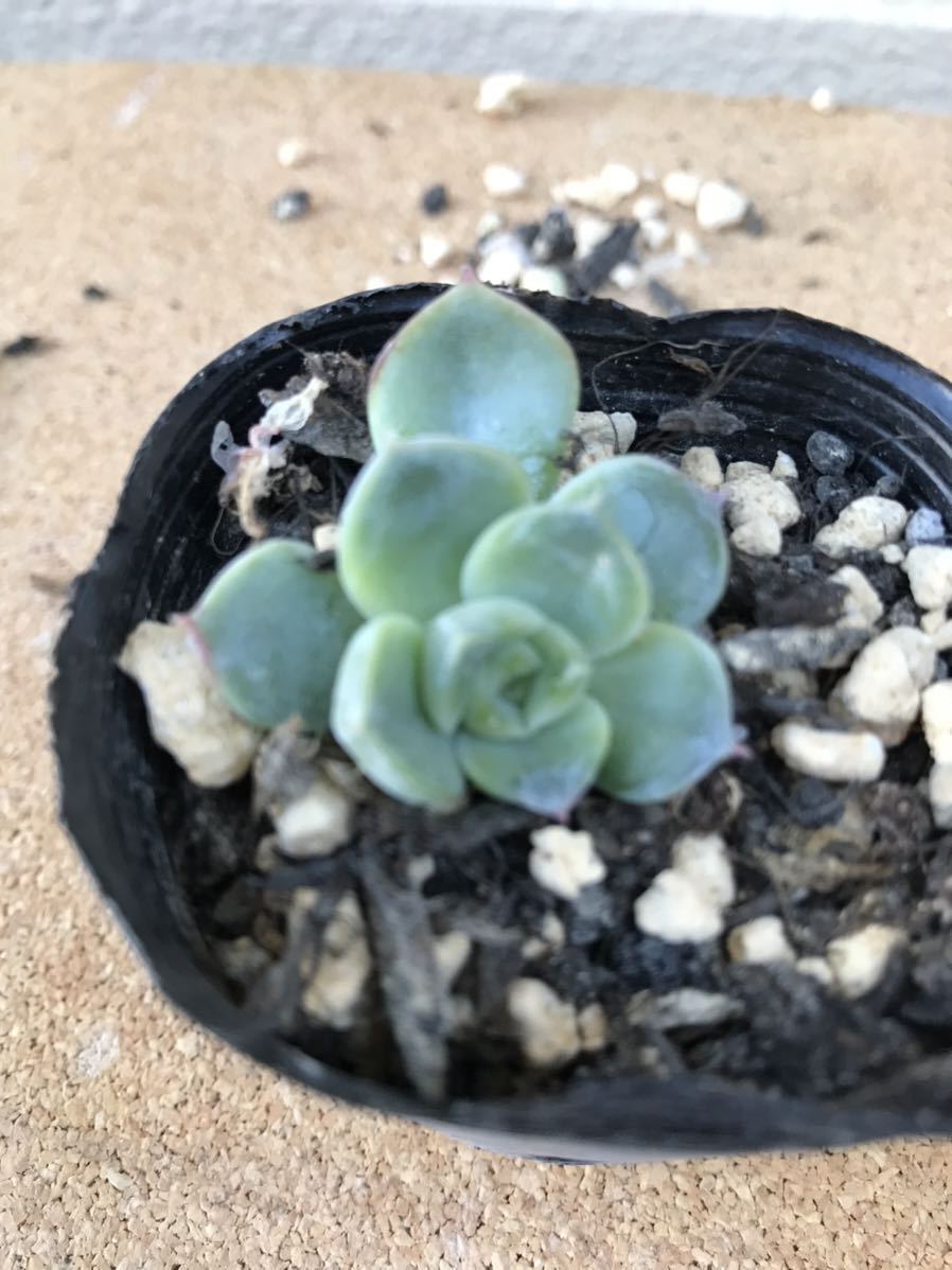 多肉植物 ☆寄せ植え購入のため、品種不明☆葉挿し確率高！丈夫で育てやすいエケベリア☆せ_画像2