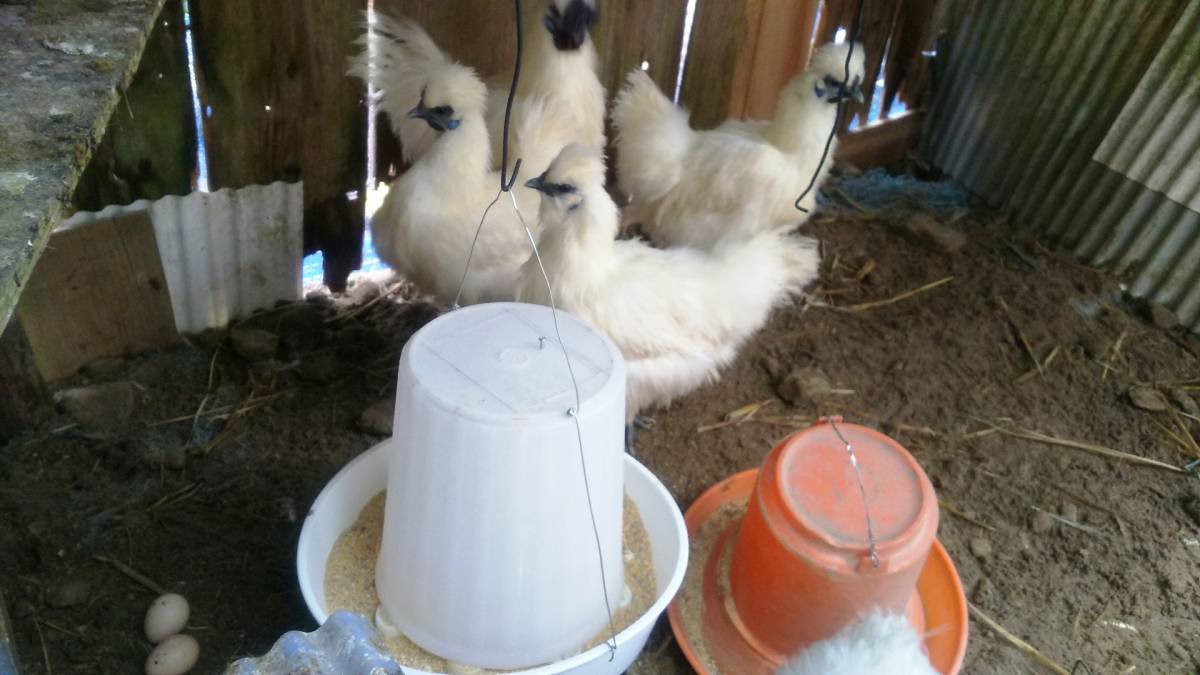白烏骨鶏 卵10個（割れ保障２個含む) 有精卵 うこっけい 有精卵 孵化用・食用 産みたて 高栄養 格安 お買い得 売り切り 今だけ早い者勝ち _３グループ