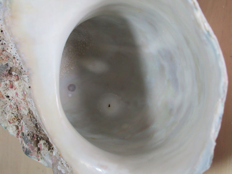 ヤコウガイ 夜光貝 ヤコウ貝　1.31kg　デジタル量り 貝殻 蓋なし 72_画像4