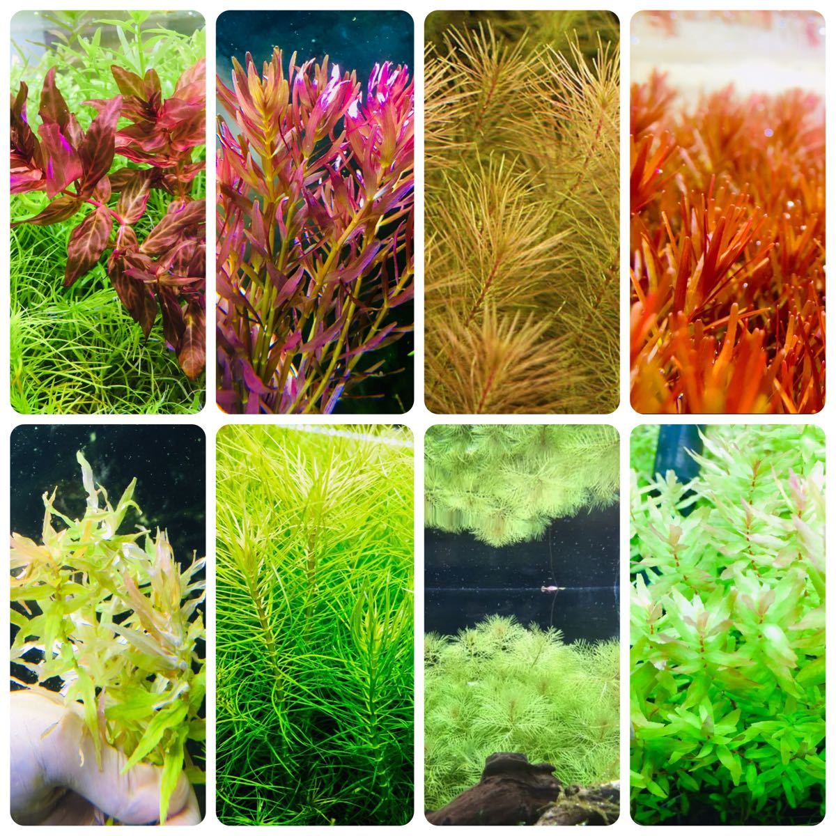 水草セット 8種類 水中葉 無農薬 無害虫