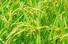  new rice!!. peace 5 year production 3480 jpy white rice 10 kilo easy price 