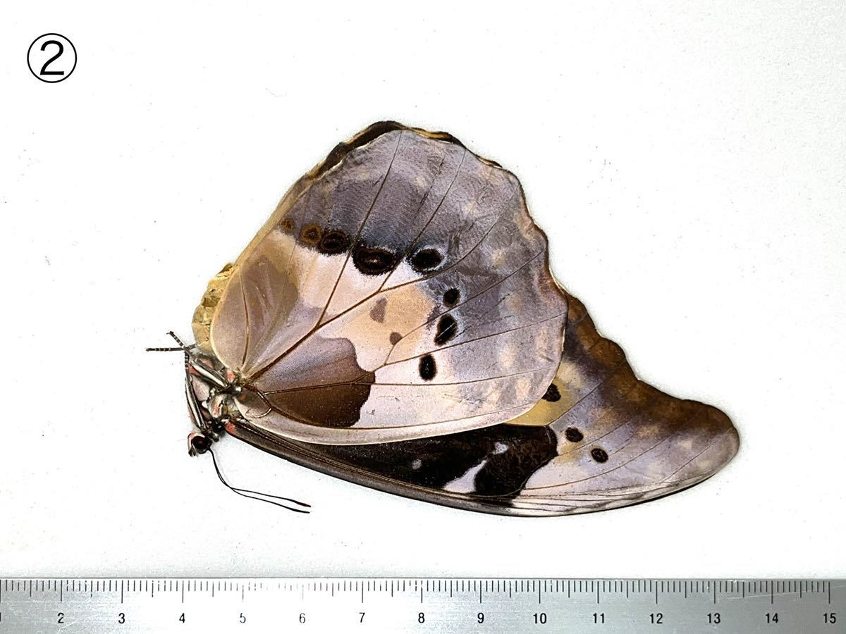 最安値 蝶標本 ヘレナモルフォ♀ - 虫類用品