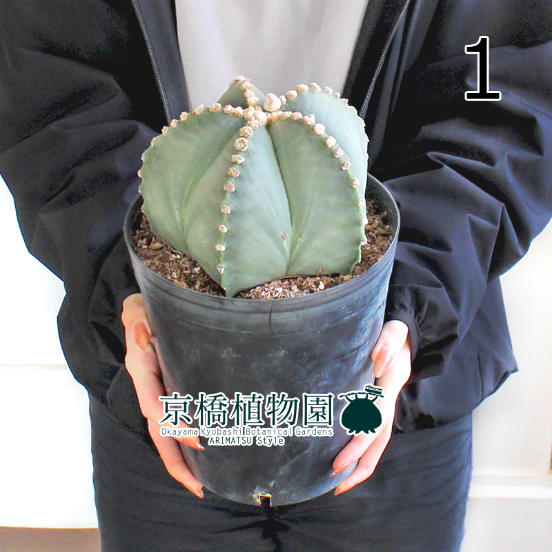 衝撃特価 現品 サボテン Coahuilens 6号 1 Astrophytum ランポー玉 鸞鳳玉 サボテン