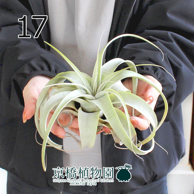 【現品】エアプランツ チランジア・キセログラフィカ（17）Tillandsia xerographica_画像1