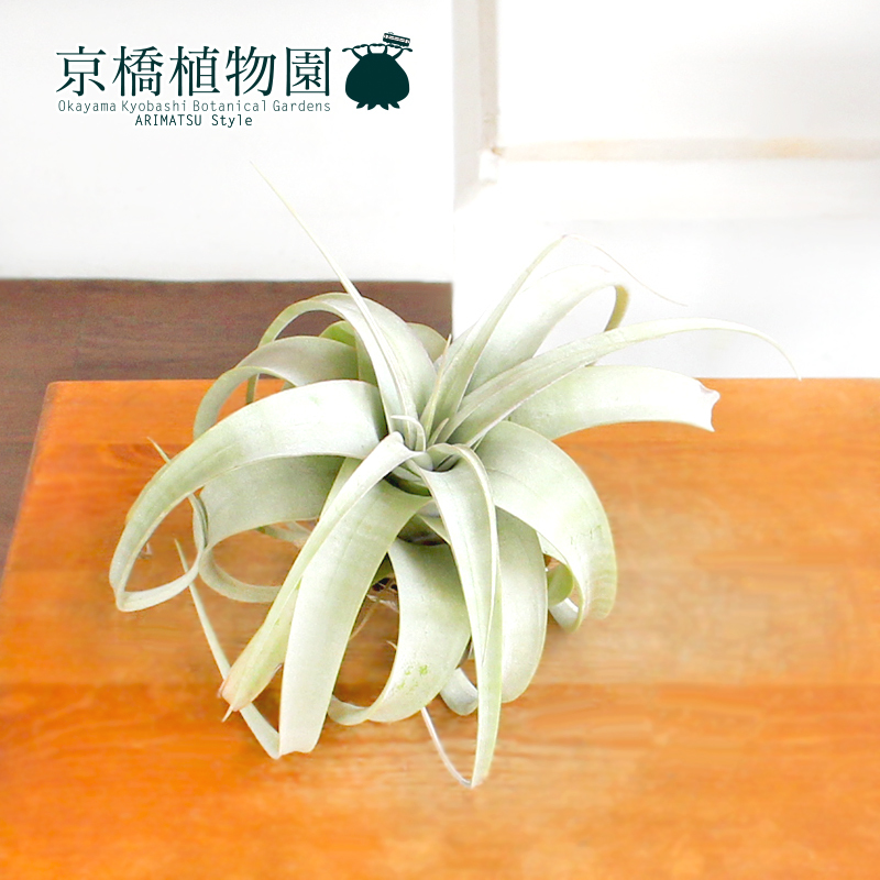 【現品】エアプランツ チランジア・キセログラフィカ（23）Tillandsia xerographica_画像3