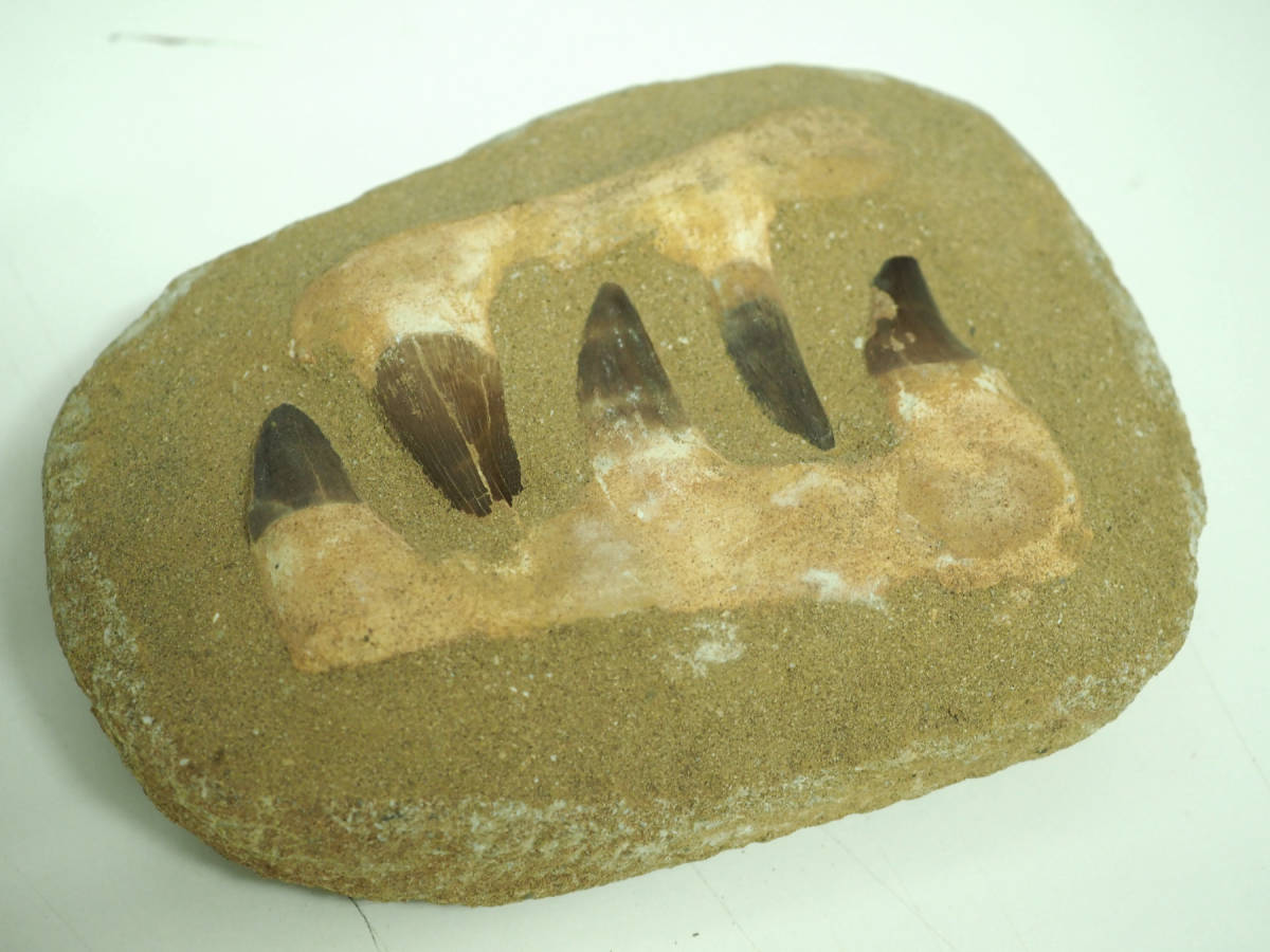 恐竜の歯 トリケラトプス  [TR96] 化石