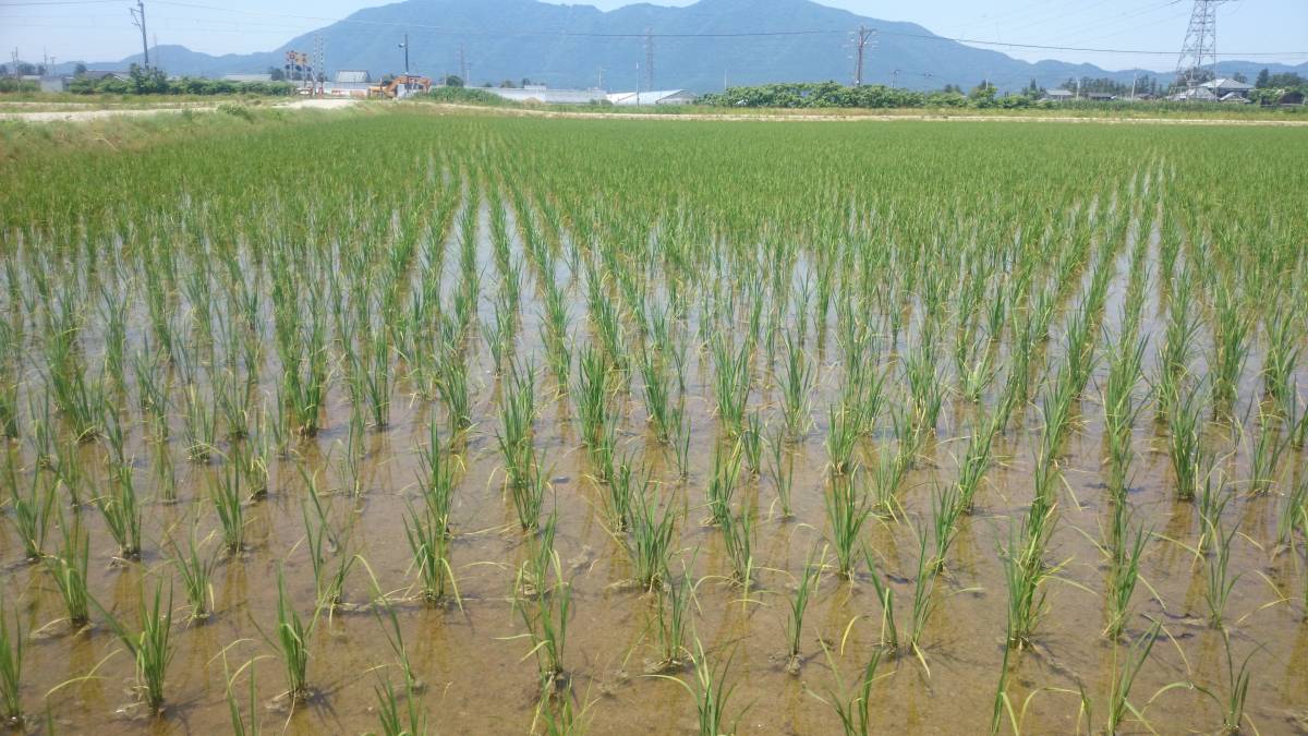【令和3年産】 新米 農薬約9割減 新潟県認証 特別栽培米コシヒカリ 玄米紙袋25kg_画像1
