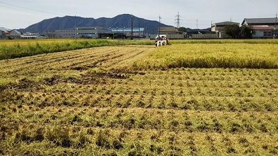 【令和3年産】新米 新潟県認証 特別栽培米 こがねもち(もち米) 玄米真空5kg_画像1