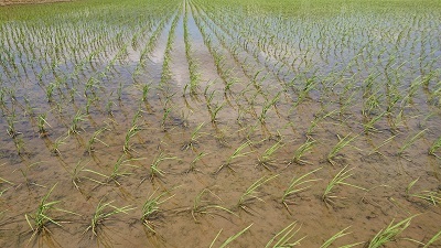 【令和3年産】新米 新潟県認証 特別栽培米 こがねもち(もち米) 玄米真空5kg_画像2