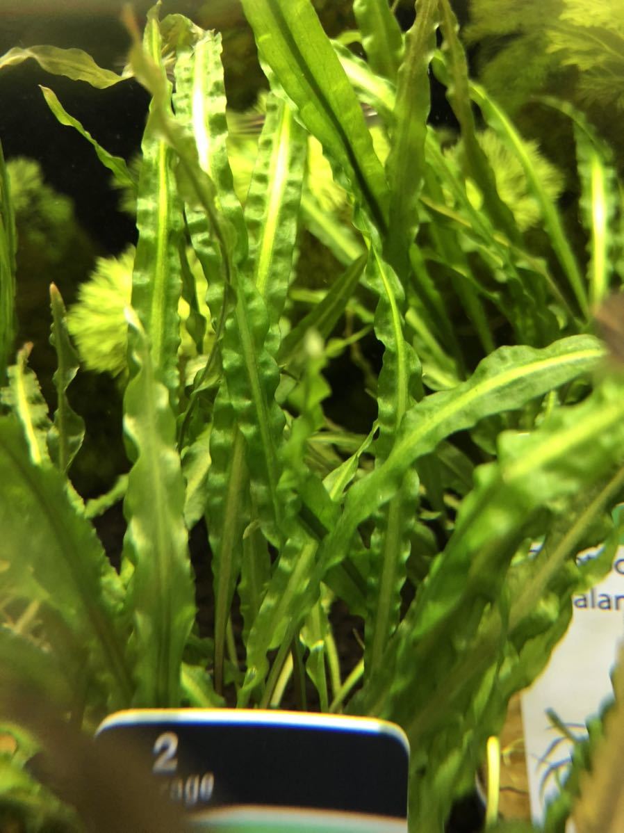 ヤフオク クリプトコリネ バランサエ 1pot 水草 検索 ア ヤフオク クリプトコリネ バランサエ 1pot 水草 検索 ア