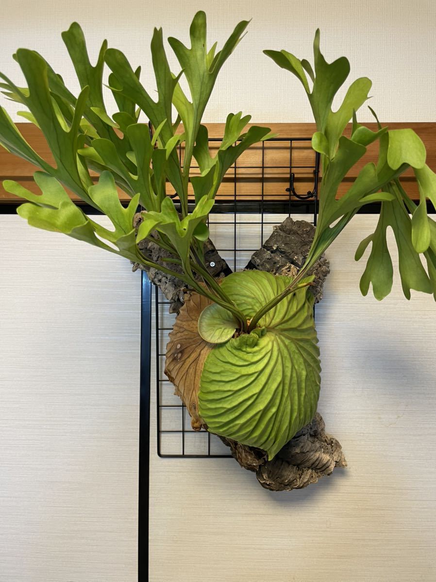 Platycerium ridleyi ビカクシタ リドレイ 特大株 gastech.com.tr