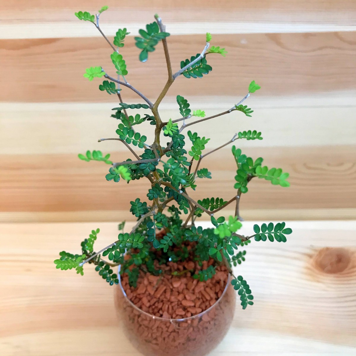 ソフォラ リトルベイビー メルヘンの木 ハイドロカルチャー 観葉植物