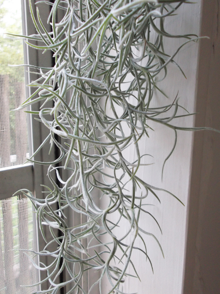 チランジア・ウスネオイデス 太葉30cm（Tillandsia usneoides）「スパニッシュモス」